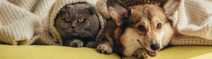 Probiotic for dogs